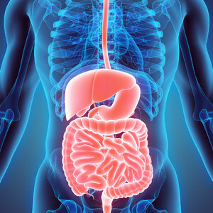 ยา อาหารเสริม ทางเดินอาหาร Gastrointestinal
