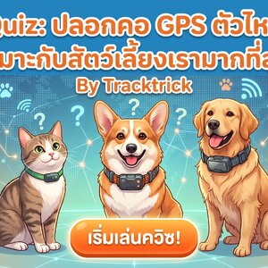 Quiz ปลอกคอ GPS ตัวไหนเหมาะกับสัตว์เลี้ยงของเรามากที่สุด