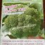 บร็อคโคลี่ (บรอกโคลี) Broccoli ดอกใหญ่