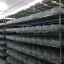 ถั่งเช่า 100% ขนาด 100 capsule (ซื้อ 1 แถม 1)