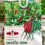 ศรแดง พริกขี้หนู เทอร์โบฮอท( 150 เมล็ด )
