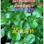 เวอเตอร์เครส สลัดน้ำ Watercress ของแท้ใบกลม(100-200เมล็ด)