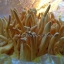 สารสกัดถั่งเช่า สำหรับทำเครื่องทำอางค์ (Cordyceps Extract) 15B/cc.
